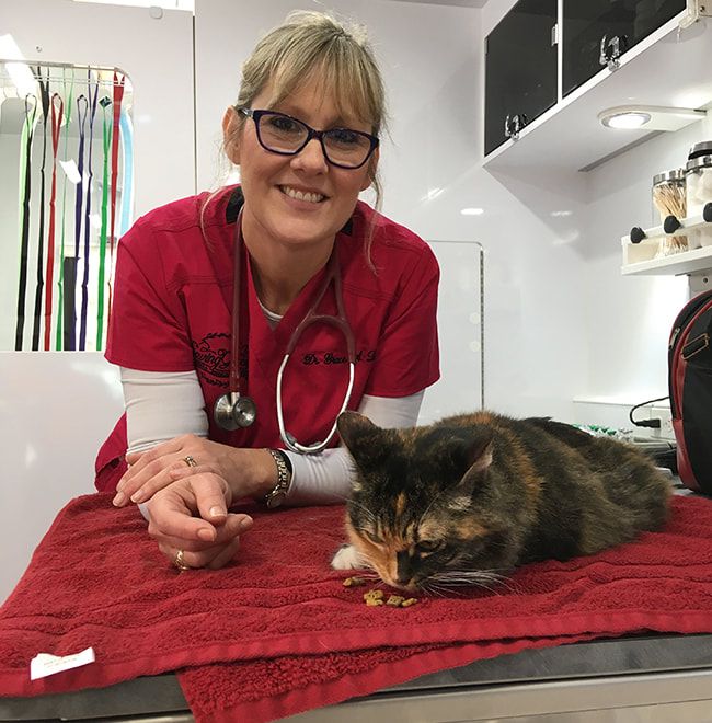 Dr. Grace caring for a cat inside the mobile clinic